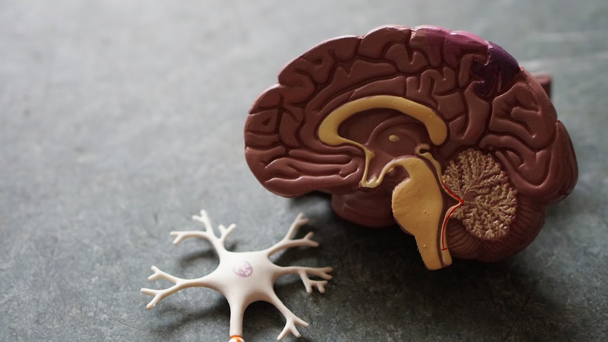 Scientists Discover Protein That Could Reverse Heart Disease in 72 Hours
